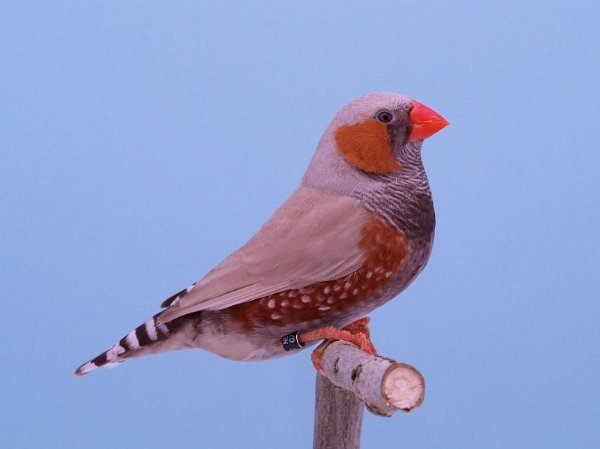 Blackface bruin P1232260
